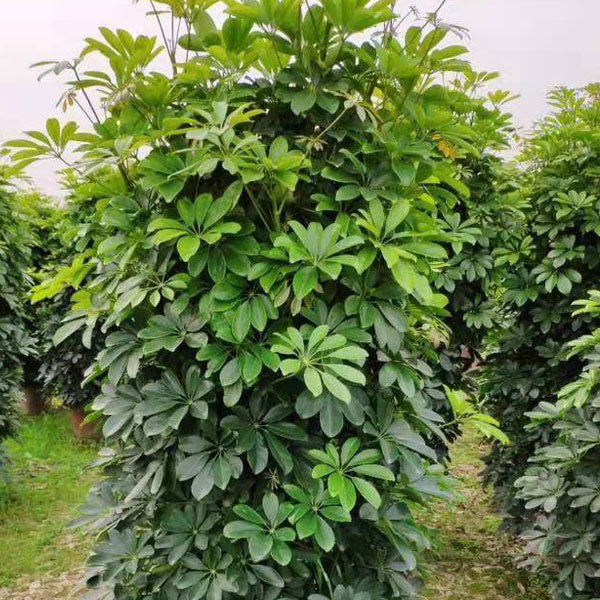Schefflera octophylla/Ivy Tree Bark seeds 1kg