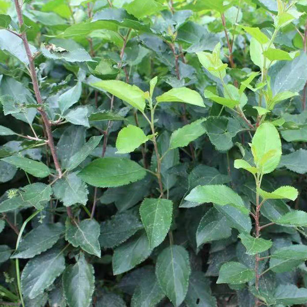 Malus micromalus/Malus robusta seeds 1kg