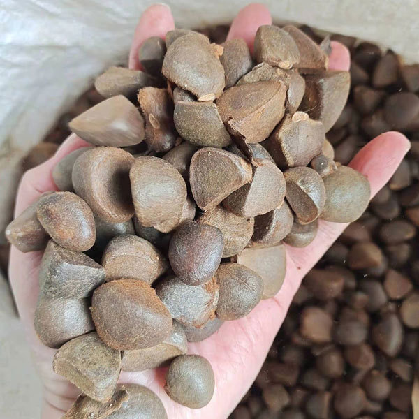 Camellia semiserrata/Camellia reticulata seeds 1kg