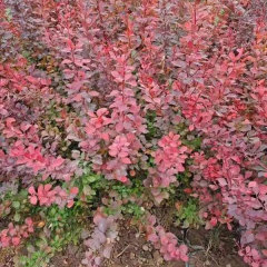 Berberis thunbergii seeds 1kg
