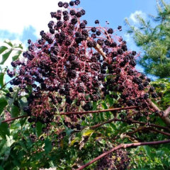 aralia elata seem seeds 1kg