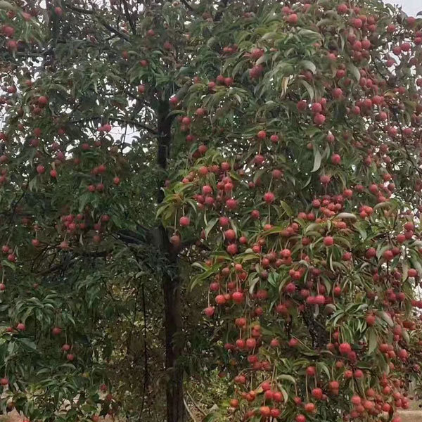 Dendrobenthamia hongkongensis seeds 1kg