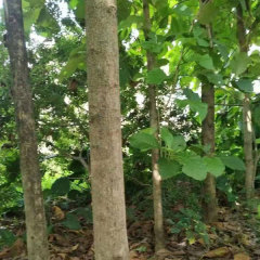 Tectona grandis/Teak/Teakwood seeds 1kg