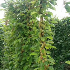 Schisandra chinensis seeds 1kg