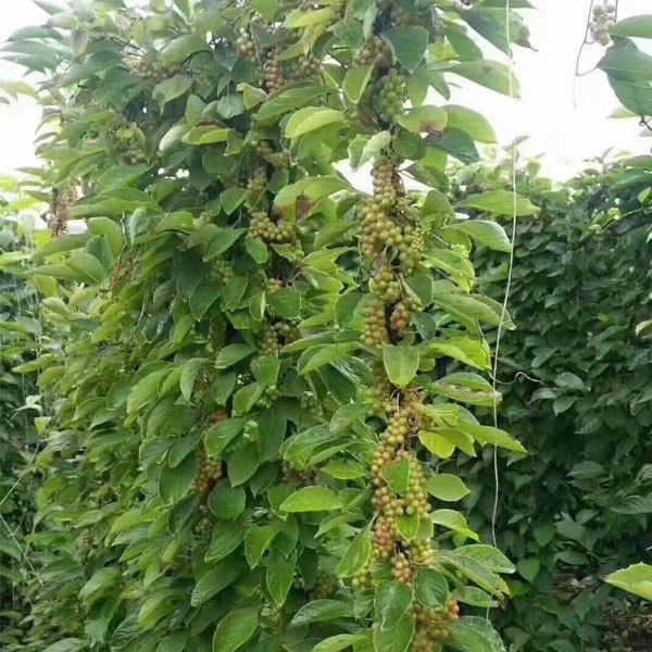 Schisandra chinensis seeds 1kg