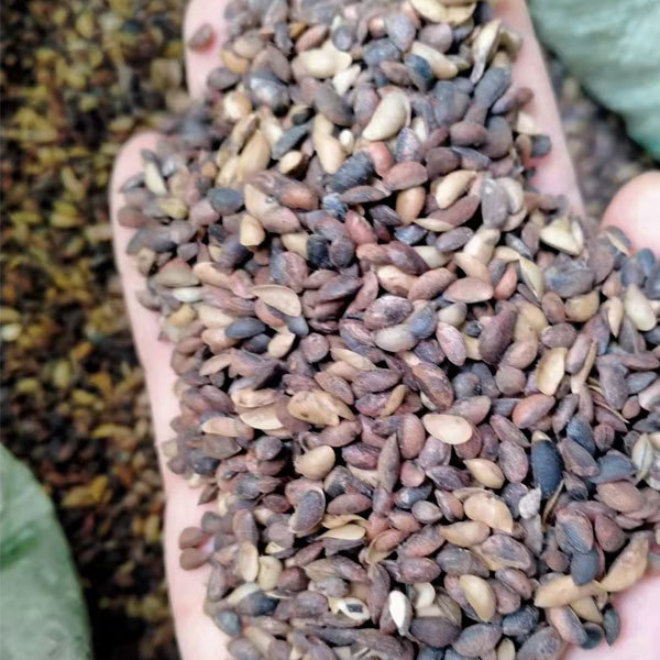 Magnolia officinalis seeds 1kg