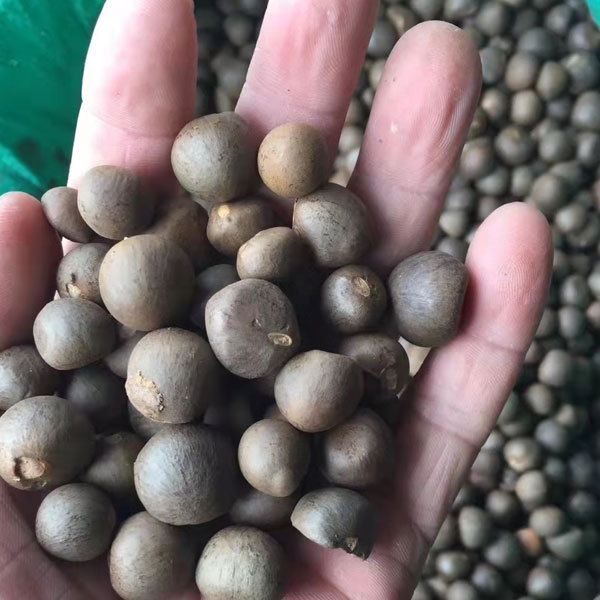 Green tea seeds