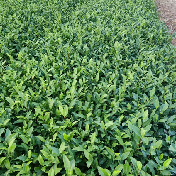 Camellia sinensis/Green tea seeds 1kg