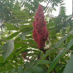 Rhus Typhina Nutt seeds 1kg