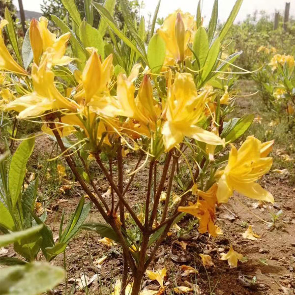 Rhododendron simsii seeds 1kg