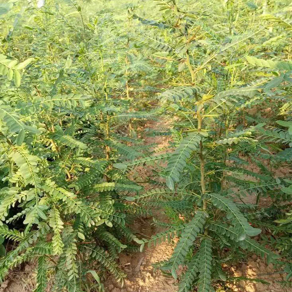 Xanthoceras sorbifolia seeds 1kg