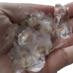 Spathodea campanulata/Chinese falme tree seeds 1kg