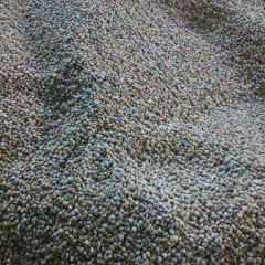 Lacquer tree/Toxicodendron vernicifluum seeds 1kg