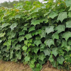 Mytilaria laosensis seeds 1kg