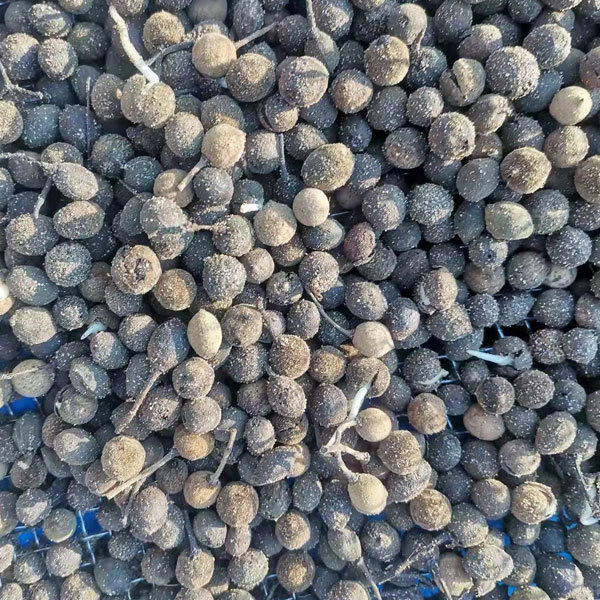 Tilia seeds/Linden seeds/Basswood seeds 1kg