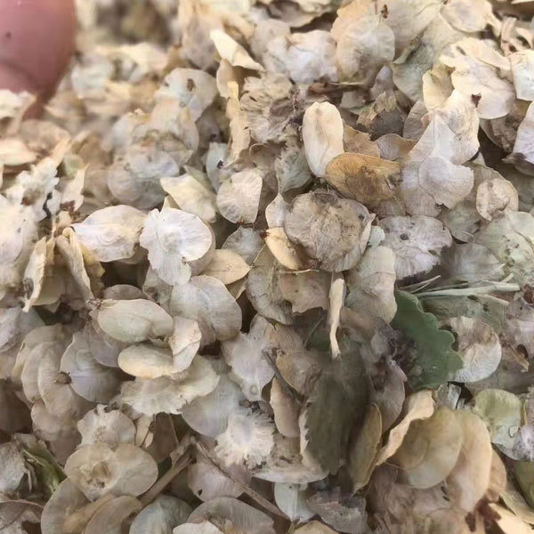 Ulmus pumila/White elm seeds 1kg