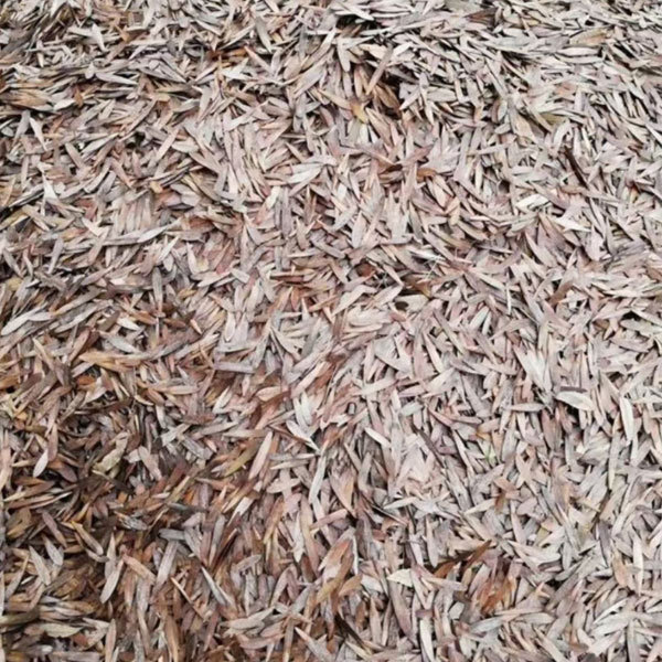 Ligustrum obtusifolium seeds 1kg