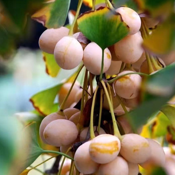Ginkgo seds 1kg