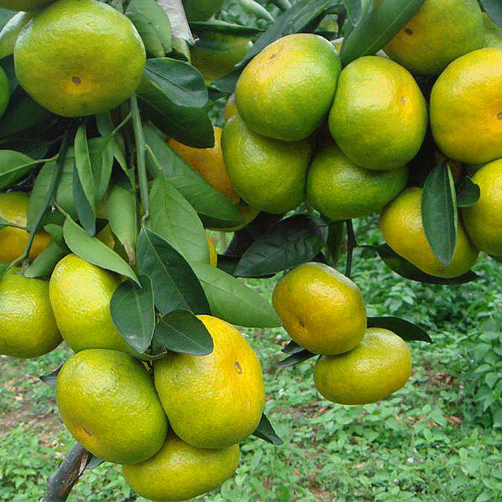 citrus seeds