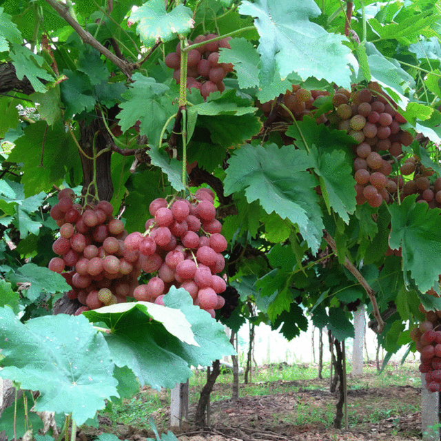 grape seeds 1kg