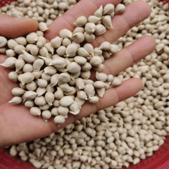 Orango seeds 1kg