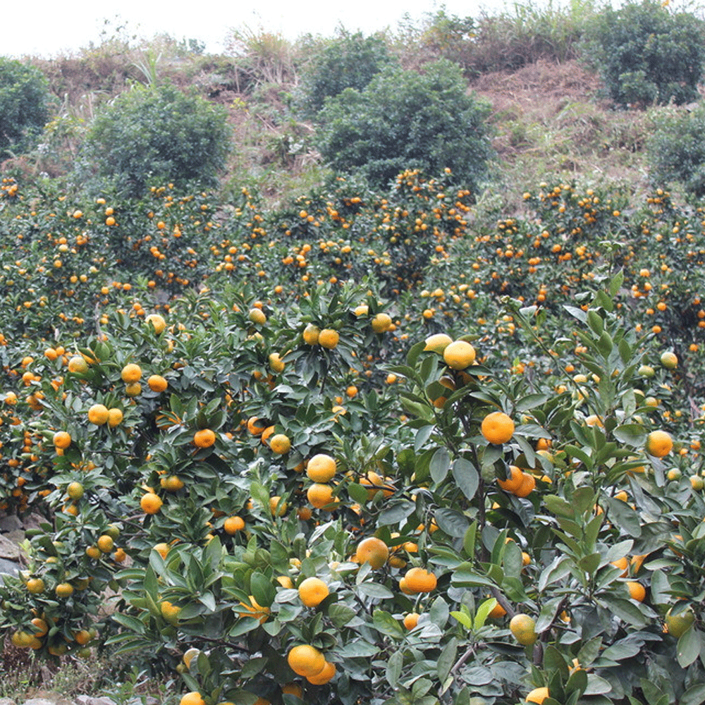 citrus seeds