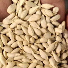 Lemon seeds 1kg