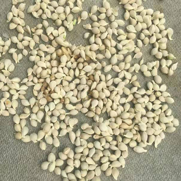 citrus seeds