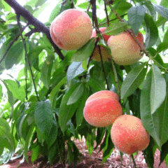peach seeds 1kg