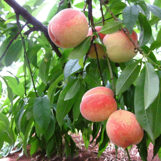 peach seeds 1kg