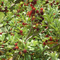 Myrica rubra seeds 1kg