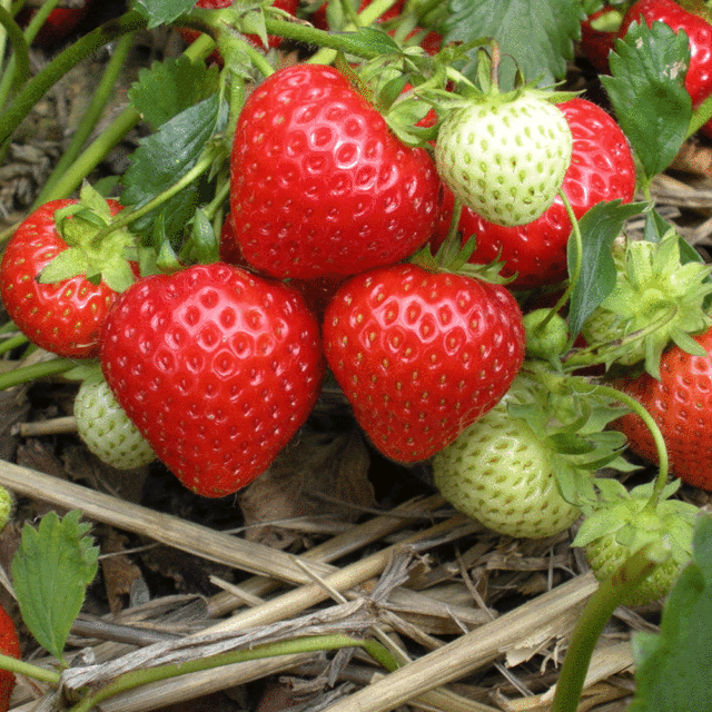 strawberry seeds 1kg