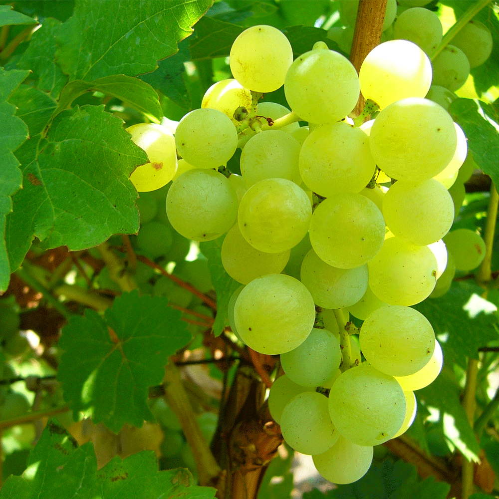 grape seeds 1kg
