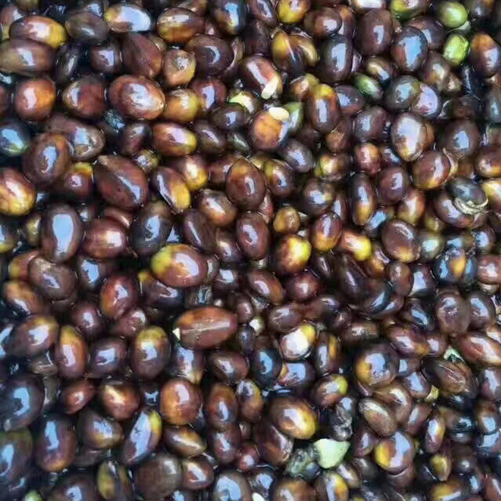loquat seeds