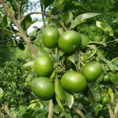 citrus seeds