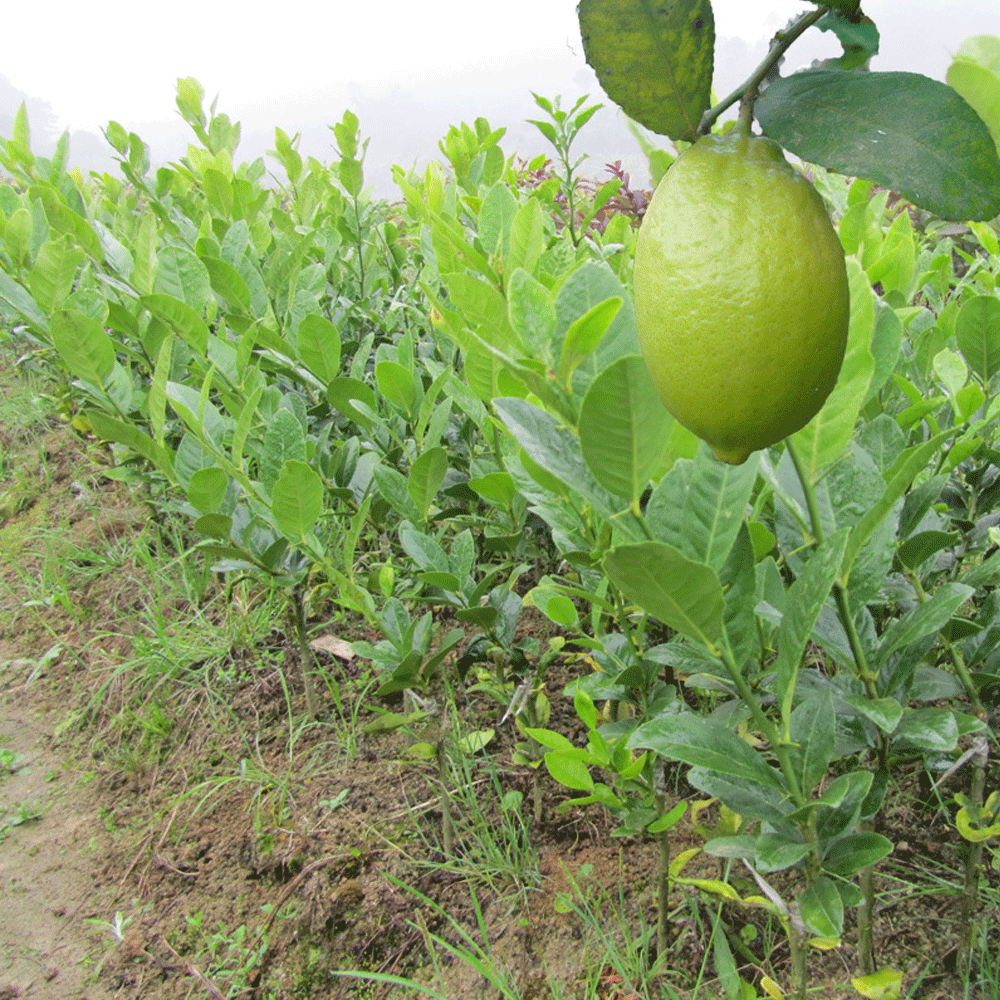 lime seed 1kg