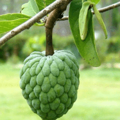 Custard apple seeds