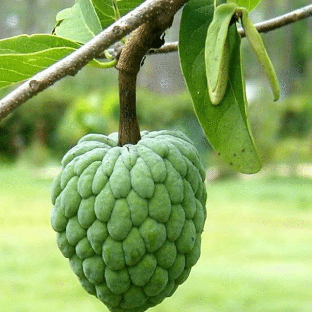 Custard apple seeds