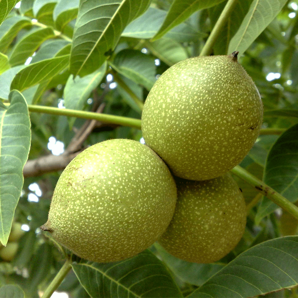 walnut seeds 1kg