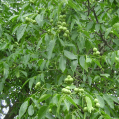 walnut seeds 1kg