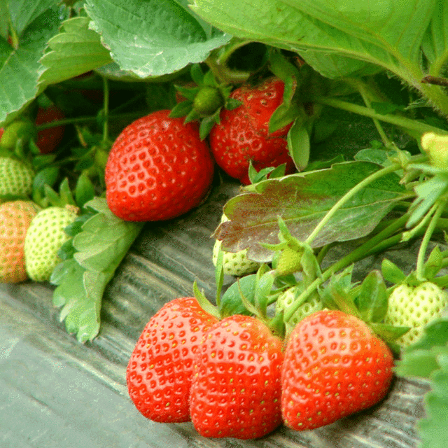 strawberry seeds 1kg