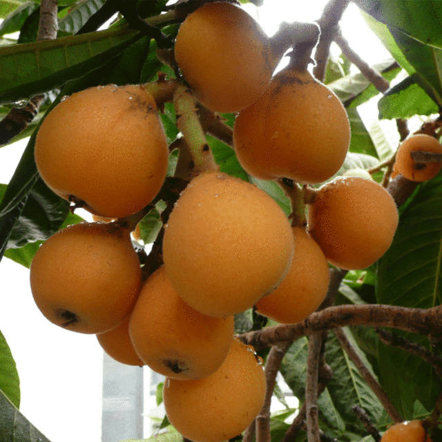 loquat seeds