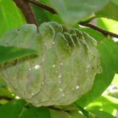 Custard apple seeds
