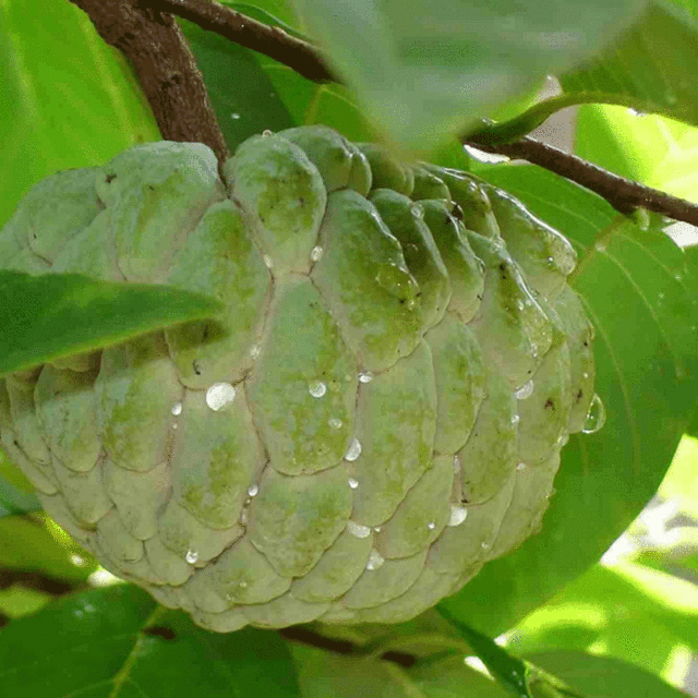 Custard apple seeds