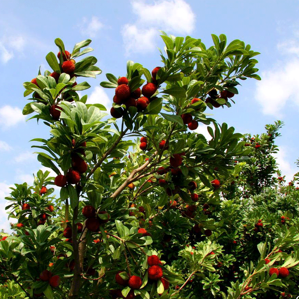 Myrica rubra seeds 1kg