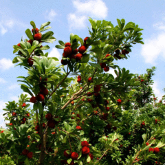 Myrica rubra seeds 1kg