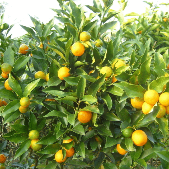Kumquat seeds 1kg