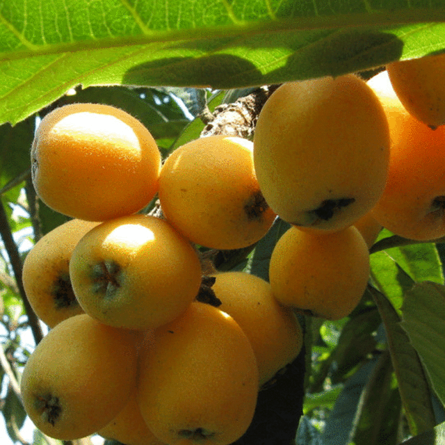 loquat seeds