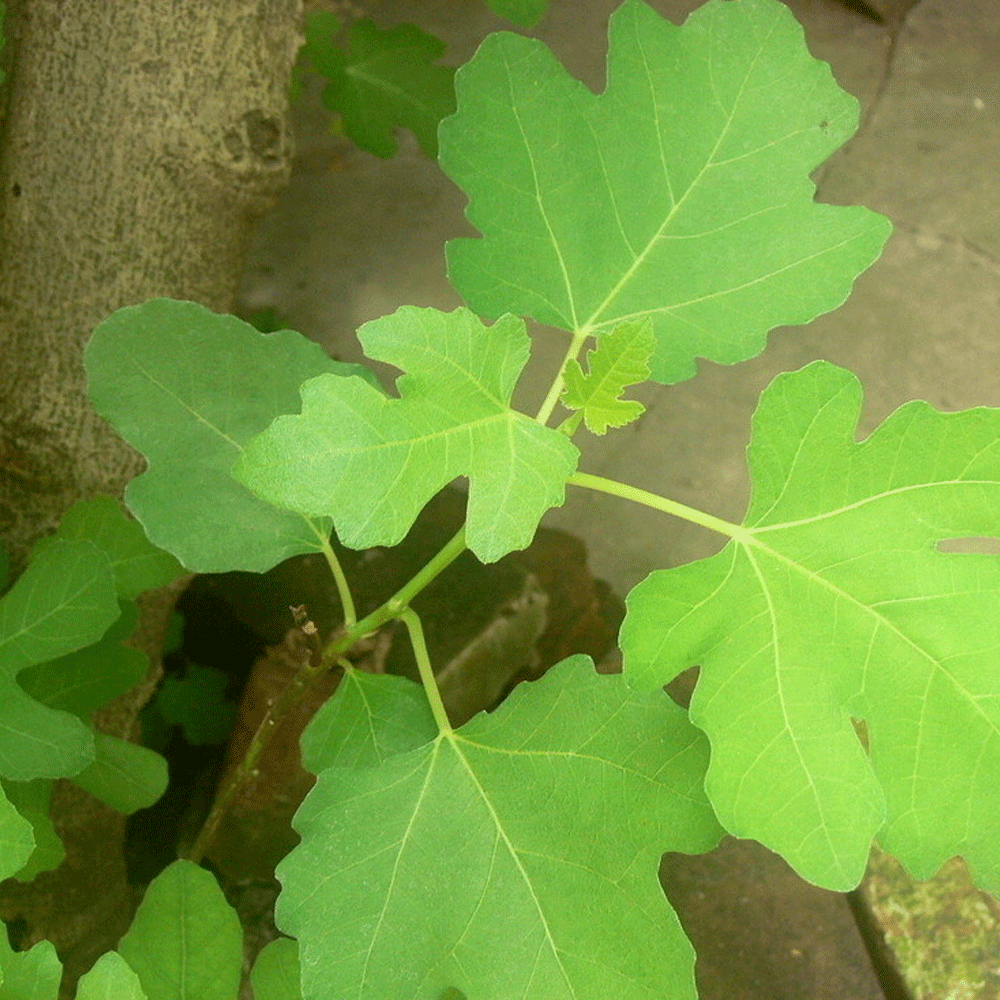 Fig seeds 1kg