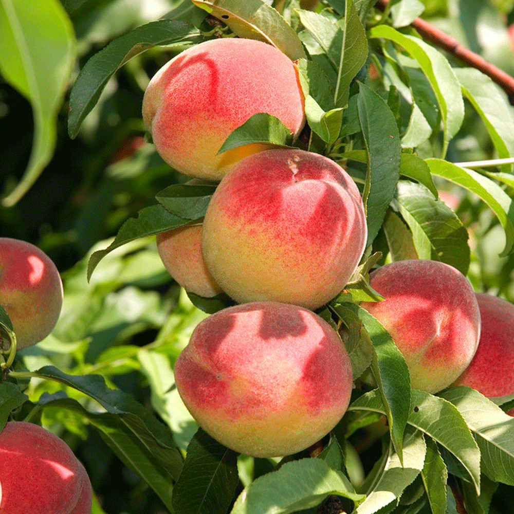 peach seeds 1kg